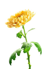 Wall Mural - Yellow chrysanthemum on white background