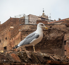 Big White Sea Gull On The Ruins Of An Ancient Stone Wall In Rome, Italy