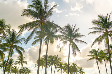 Wall Mural - Morning in Miami south beach. Palm trees with sunlight on background