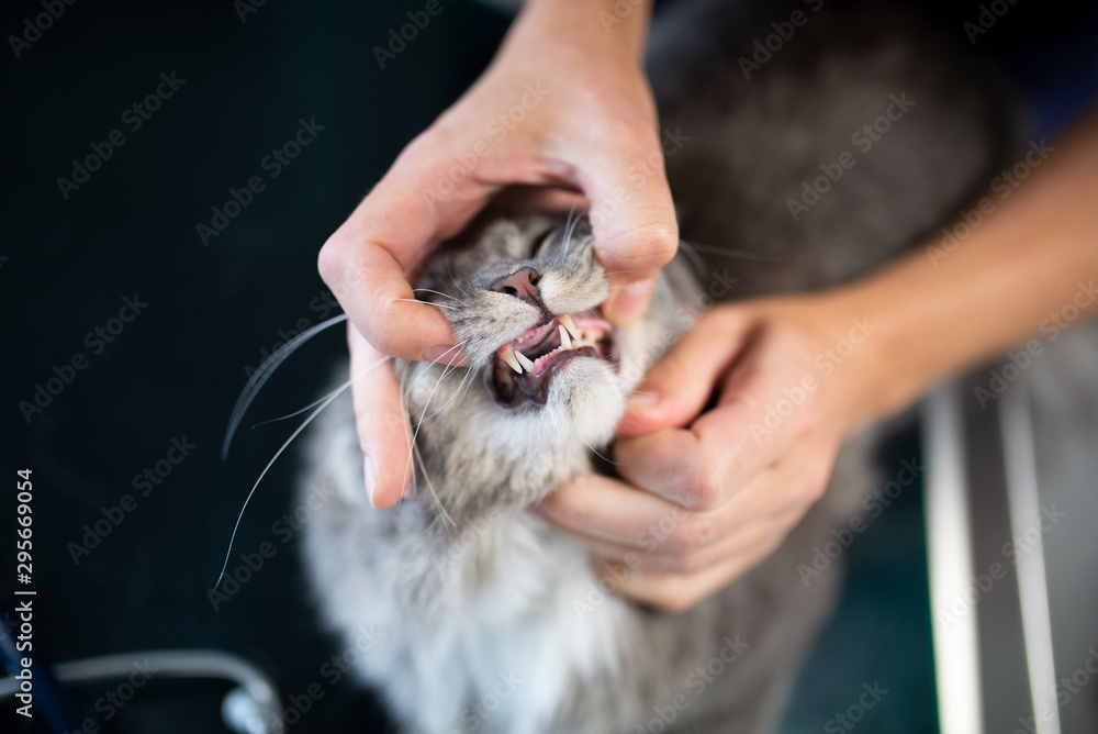 veterinarian opening maine coon cat's mouth for animal teeth ...