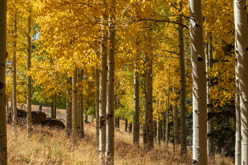 Landscape of yellow aspen trees in autumn on the Aspen Trail Loop near Flagstaff, Arizona