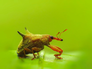 macro bug