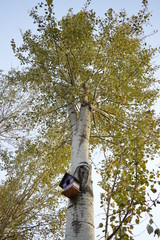 bird house on oak tree in autumn 