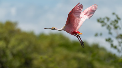 Wall Mural - A colorful Roseate Spoonbill in flight.