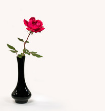 Single Red Rose In Black Vase Isolated On White Background