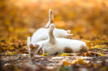 Two Identical Cats Brothers Wash Themselves On A Blurred Autumn Background.