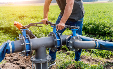 Drip irrigation system. Water saving drip irrigation system being used in a young carrot field. Worker opens the tap