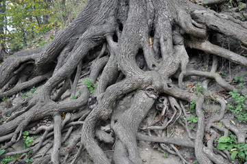 Wall Mural - The roots of a tree growing on a mountain.