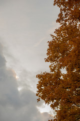 Wall Mural - Autumn has come, autumn is here. Yellow, crimson and colorful leaves on the branches of trees and shrubs. Bright, unusual colors of the leaves against the sky. Day, overcast, windy.