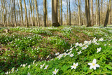 Fototapeta Tulipany - Waldboden bedeckt mit Buschwindröschen