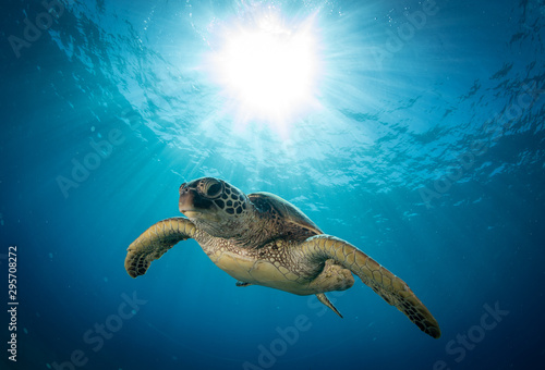 Fotografía Hawaiian Green Sea turtle on a coral reef in Maui