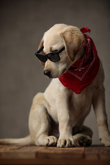 Wall Mural - cute labrador retriever looking down and wearing sunglasses