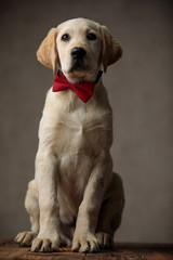 Wall Mural - cute labrador retriever wearing red bowtie in studio