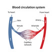 The human blood circulatory system. Diagram of the arterial and venous blood circulation with main parts labeled. Vector illustration in a flat style.