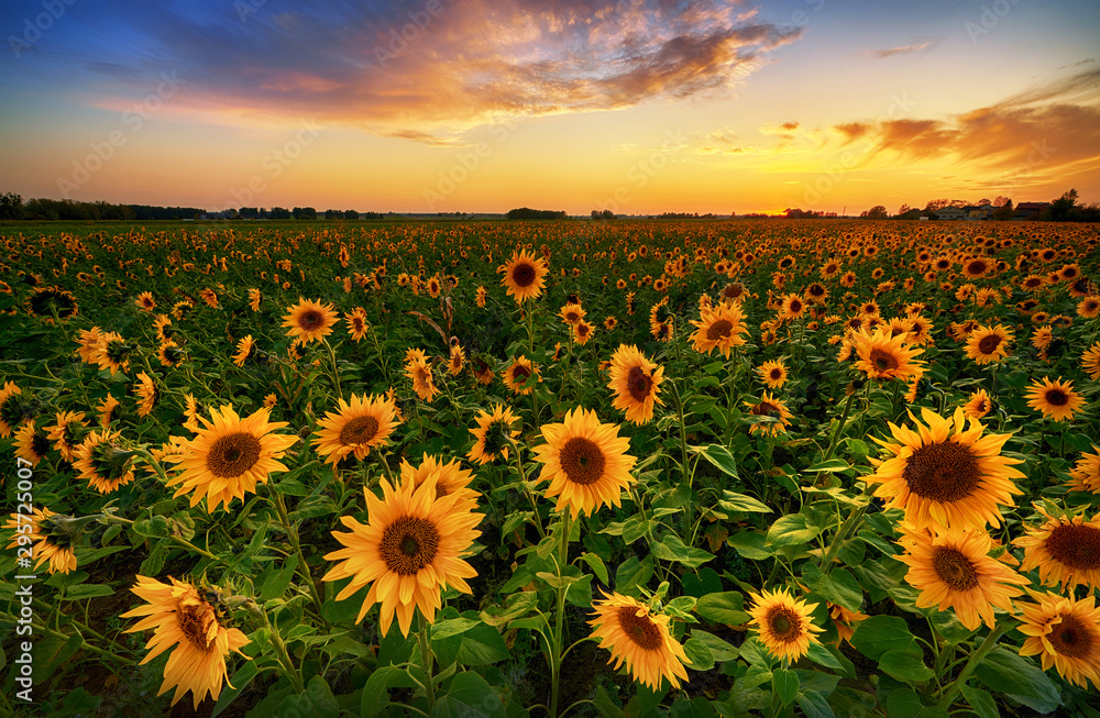 Beautiful sunset over sunflower field - obrazy, fototapety, plakaty 