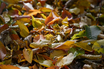 Sticker - autumn leaves on the ground