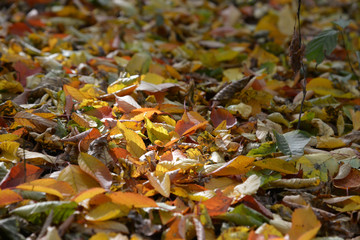 Sticker - autumn leaves on the ground