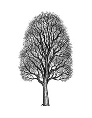 Wall Mural - Ink sketch of Maple Tree