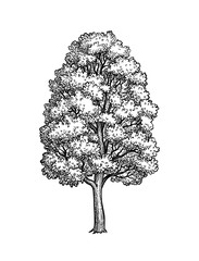 Wall Mural - ink sketch of maple tree.