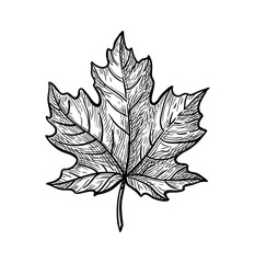 ink sketch of maple leaf.
