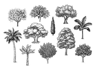Wall Mural - ink sketch of trees.