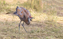 Sandhill Crane Dancing In A Field
