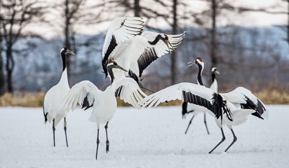 Dancing Cranes. The ritual marriage dance of cranes. The red-crowned crane. Scientific name: Grus japonensis, also called the Japanese crane or Manchurian crane, is a large East Asian Crane.