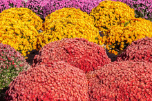 Red, Yellow And Purple Mums