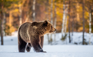 brown bear on the snow in spring forest scientific name: ursus arctos.