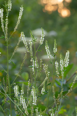 Poster - Blossoming Honey clover, Melilotus albus