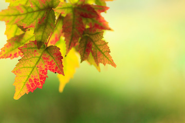 Wall Mural - closeup view of autumnal colours leaf on colorful bokeh background