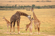 A Giraffe Family With Five Members Including Young Calves Standing On The Savanna.  The Mother Giraffe Is Bending Down To Take Of The Calf.  Image Taken In The Maasai Mara, Kenya.