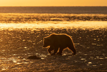 Brown Bear Cub Digging For Clams On The Tidal Flats;  Alaska