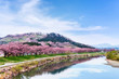 View of Cherry Blossom or Hitome Senbon Sakura festival at Shiroishi riverside and agricultural plants, Funaoka Castle Ruin Park, Sendai, Miyagi, Japan