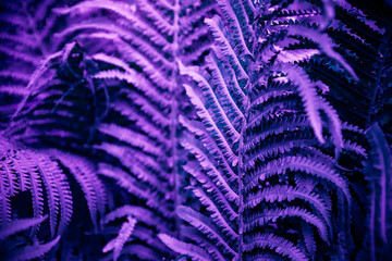  Ultra violet moody color nature background trend. Tropical leaves of fern plant