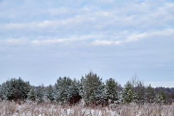 Winter landscape with blue sky and white clouds above field with snow and forest on the horizon