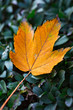 Lonely fallen autumn leaf,  orange maple leaf on green leaves