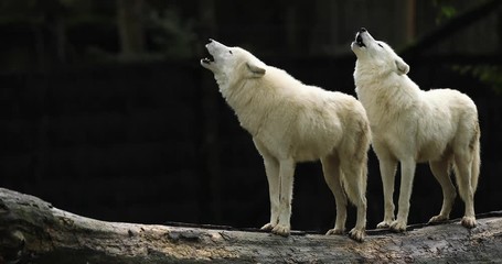 Poster - Howling of a Artic wolf in the forest during the autumn