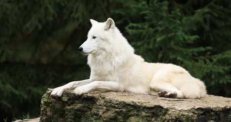 Wall Mural - artic wolf family on the rock in the forest during the autumn