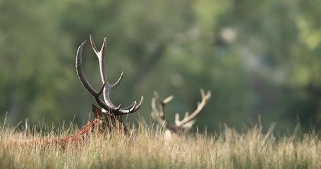 howling of a red deer in the forest during the rut
