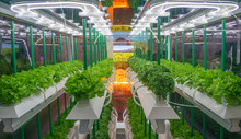 Soilless Culture Of Vegetables Under Artificial Light. Organic Hydroponic Vegetable Garden. LED Light Indoor Farm, Agriculture Technology. Inside A Warehouse Without The Need For Sunlight