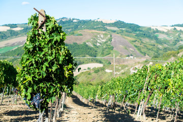 Vine valley, vineyards in rows on hill in Italy.