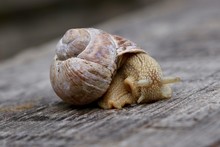 Closeup Focused Shot Of A Brown Snail