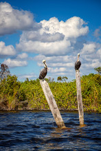  Wild Pelicans Standing On Wooden Logs In The River. Vertical View