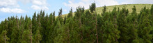 Panoramic Shot Of A Forest Monoculture Of Japanese Red Cedar Trees, An Introduced Species By Wandering Sailors Who Brought New Plantings Onto The Azores Islands.