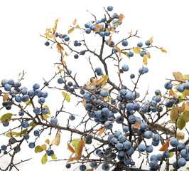 Fresh blackthorn berries with twig, branch and leaves prunus spinosa isolated on white background