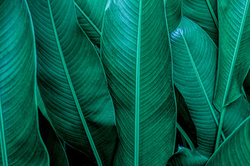  green leaf texture, dark green foliage nature background, tropical leaf