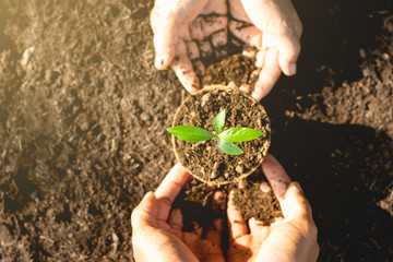 The hands of the old woman and the man's hands are helping to grow the seedlings.