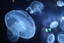 Jellyfish In Water Fractal Plasma Ball