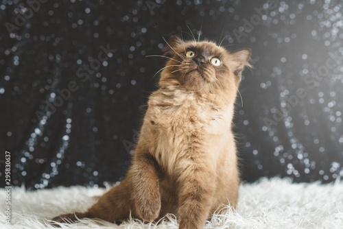 Mixed Breed Of Maine Coon And British Shorthair Kitten Cute Cat Playing Active Buy This Stock Photo And Explore Similar Images At Adobe Stock Adobe Stock